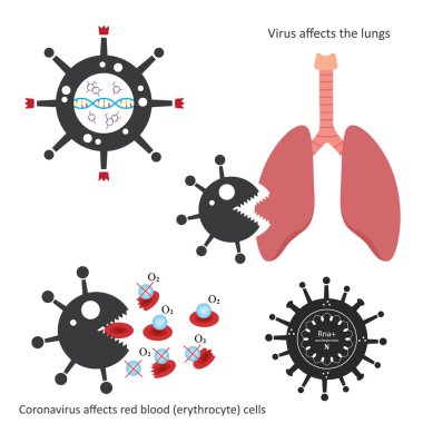 Vektör tıbbi illüstrasyon konsepti. Coronavirus Covid - 19 insan organizmasının bazı kısımlarını etkiler.