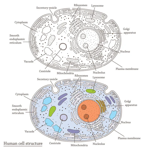 Vector Medicinal Flat Illustration Human Cell Structure — Stock Vector