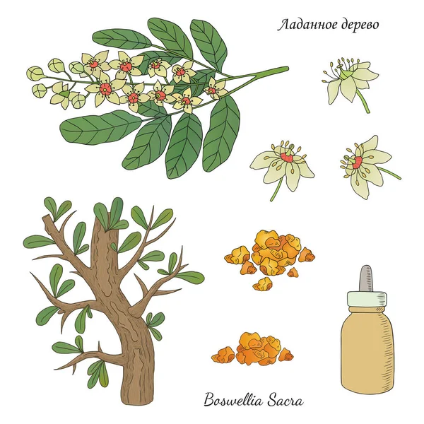 Insamling Medicinalväxter Vektorhandritad Illustration Medicinalväxt Boswellia Sacra — Stock vektor