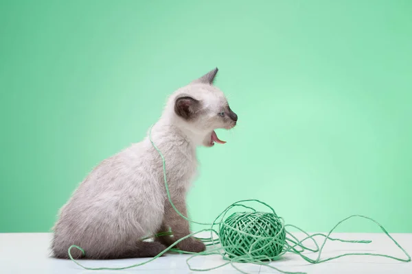 Jovem filhote de cachorro gato siamês brinca com uma bola de lã — Fotografia de Stock