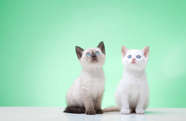 siamese and white puppy cat looking up portrait