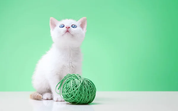 Cachorro gato jovem branco brinca com uma bola de lã — Fotografia de Stock