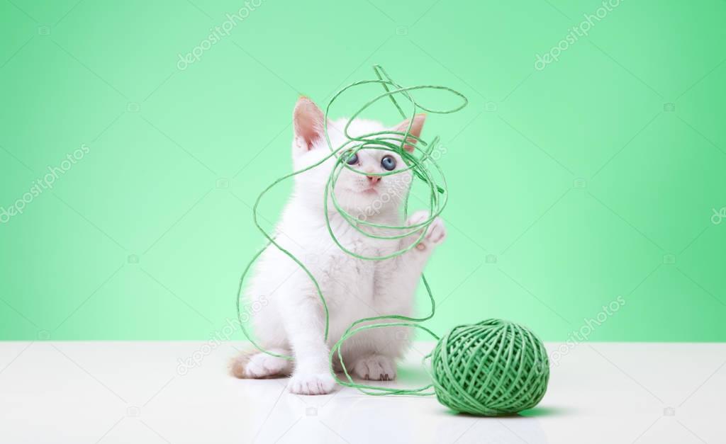 white young cat puppy plays with a wool ball