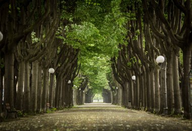 hissettirilecek asfalt yol ağacının çift çizgi ile