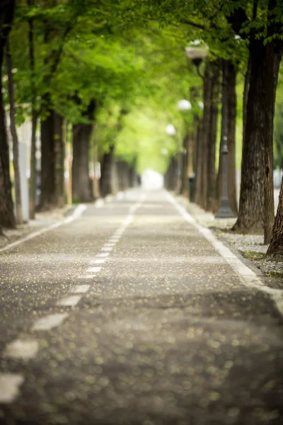 Estrada pavimentada mistic com linha dobro da árvore — Fotografia de Stock