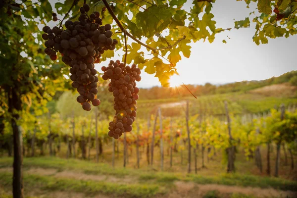 Sunset summer mature grape vineyard field detail — Stock Photo, Image