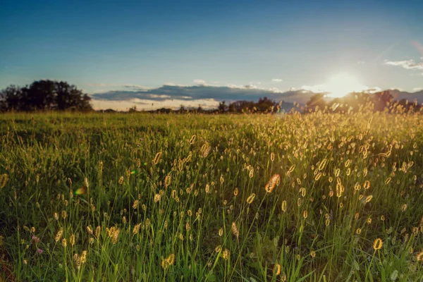 Grönt fält detalj med blå himlen moln backgrund och solen i sommar — Stockfoto