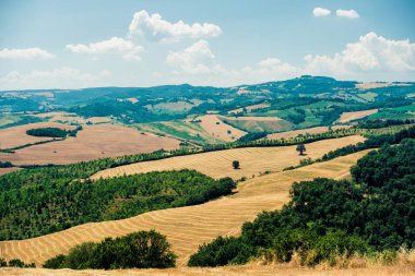 Güneşli bir günde altın buğday tarlası