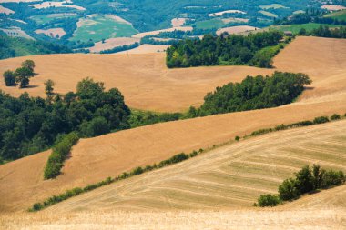 Güneşli bir günde altın buğday tarlası