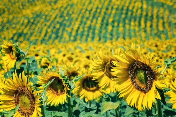 Gele zonnebloemen veld in een zonnige dag — Stockfoto