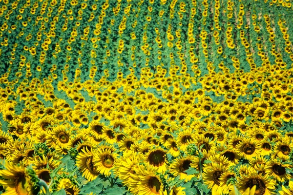 Câmp de floarea soarelui galben într-o zi însorită — Fotografie, imagine de stoc