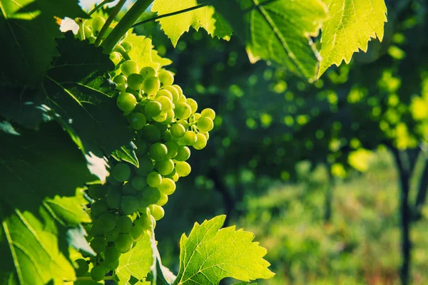 Uvas verdes de cerca en un viñedo —  Fotos de Stock