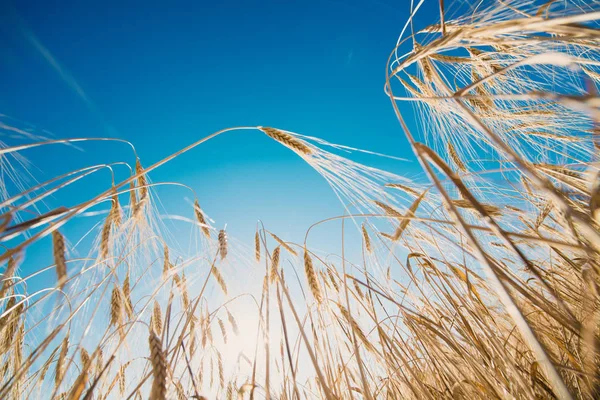 Goldener Weizen aus nächster Nähe an einem sonnigen Tag — Stockfoto