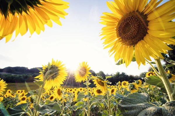 Close-up van de gele zonnebloemen in een zonnige dag — Stockfoto