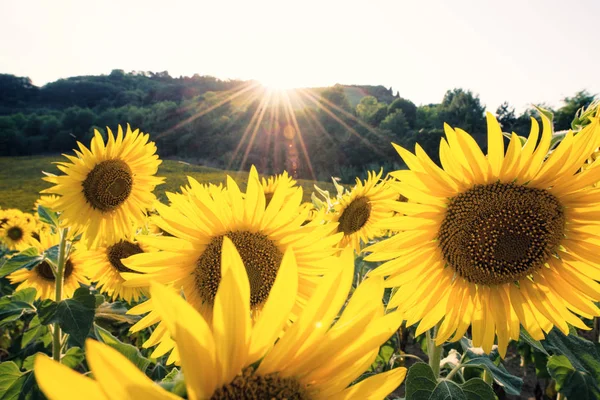 Close-up van de gele zonnebloemen in een zonnige dag — Stockfoto