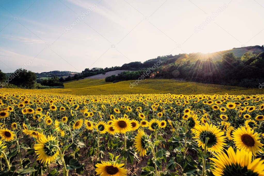 yellow sunflowers field in a sunny day