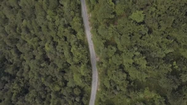 Wood forest and road  above top view in summer sunny day  4k aerial drone overhead flight wide nature establishing shot — Stock Video