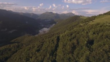 ahşap orman dağ vadi yaz güneşli gün batımı veya gündoğumu şafak veya alacakaranlıkta inek sürüsü 4k hava drone ile geri uçuş geniş doğa atış kurulması