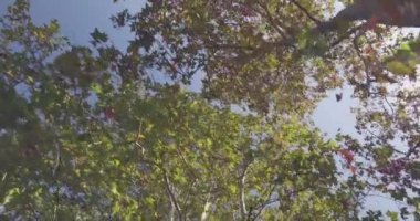 Ağaçların altında geçit kentsel Şehir Parkı içinde veya yaz güneşli günü ormanda yürüyüş. 4k seyir Pov