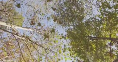 Ağaçların altında geçit kentsel Şehir Parkı içinde veya yaz güneşli günü ormanda yürüyüş. 4k seyir Pov