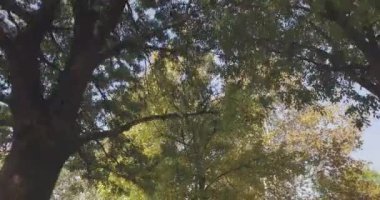 Ağaçların altında geçit kentsel Şehir Parkı içinde veya yaz güneşli günü ormanda yürüyüş. 4k Pov ileri düşük açısı shot