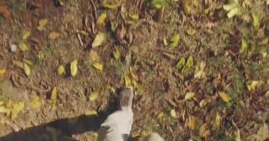 Ağaçların altında geçit ve çim üzerinde yürüyen adam Kentsel şehir parkında yaz güneşli bir günde yapraklar. 4 k Pov ek yükü üzerinde ayak vurdu
