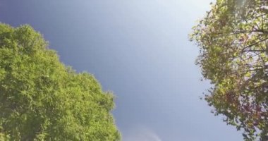 Ağaçların altında geçit kentsel Şehir Parkı içinde veya yaz güneşli günü ormanda yürüyüş. 4k seyir Pov