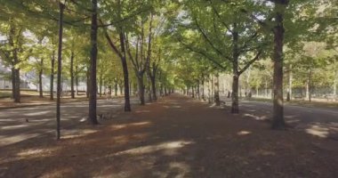 Ağaçların altında geçit Kentsel şehir Park tarafından yeşil çim yaz güneşli bir günde yürürken. 4k ileri Pov shot