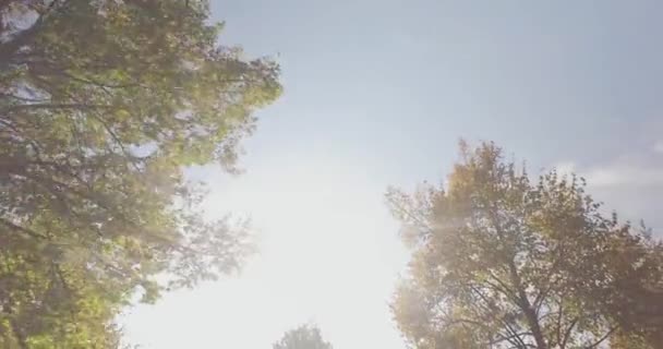 Séta a fák alatt sétány városi parkban vagy az erdőben, a nyári napsütésben. 4 k Pov oldalán alacsony szög lövés — Stock videók