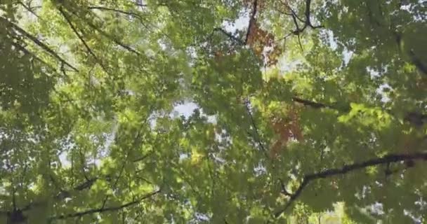 Caminar bajo los árboles en la pasarela en el parque urbano de la ciudad o bosques en verano día soleado. 4k POV mirando hacia arriba tiro — Vídeos de Stock