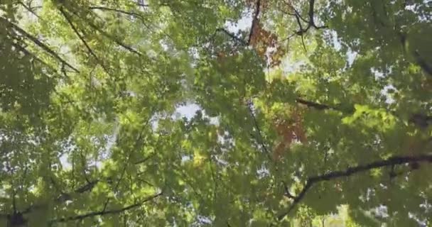 Walking under trees on walkway in urban city park or woods in summer sunny day. 4k POV looking up shot — Stock Video