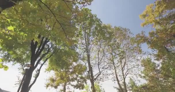 Promenader under träden på rullbandet i urbana stadspark eller skog i soliga sommardag. 4 k Pov pan låg vinkel skott — Stockvideo
