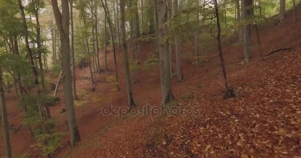 Caminhando ao ar livre sob árvores na floresta de floresta em mau tempo nublado dia. 4k POV frente natureza tiro — Vídeo de Stock