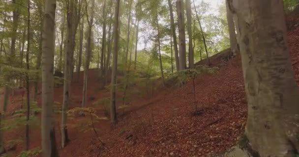 Caminhando ao ar livre sob árvores na floresta de floresta em mau tempo nublado dia. 4k POV frente natureza tiro — Vídeo de Stock