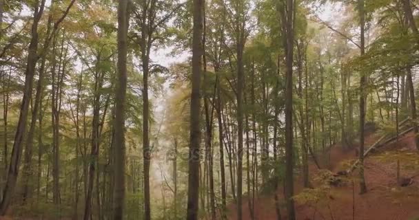 Chodzenie zewnątrz pod drzewami w lesie lesie w pochmurny dzień zła pogoda. 4 k Pov po stronie natury strzał — Wideo stockowe