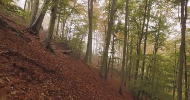 Caminhando ao ar livre sob árvores na floresta de floresta em mau tempo nublado dia. 4k POV frente natureza tiro — Vídeo de Stock