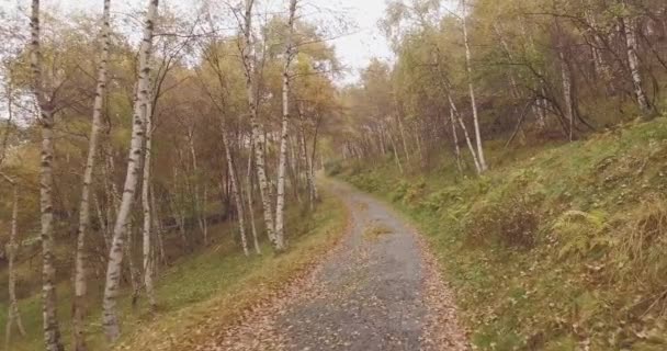 Pěší venkovní podél silnice u bříz v lese lesa s zatažené den špatné počasí. 4k Pov vpřed příroda zastřelil — Stock video