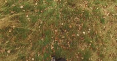 kötü hava bulutlu gün ile ormanda ormandaki açık yürüyen adam. 4 k Pov ek yükü üzerinde ayak vurdu