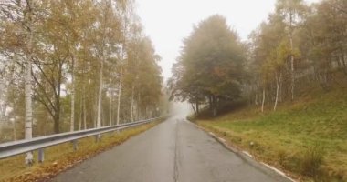 Kötü hava bulutlu gün ile ormanda ormandaki açık huş ağaçları yakınındaki yol boyunca yürüyüş. 4k Pov ileri atış doğa