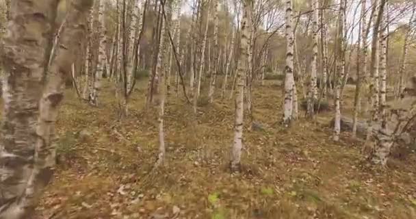 悪い天気曇りの日と森森をバーチの木を通して屋外を歩きます。4 k ハメ撮りは自然のショットを転送します。 — ストック動画