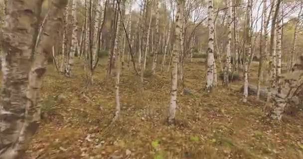 Caminhando ao ar livre através de bétulas na floresta de florestas com mau tempo nublado dia. 4k POV frente natureza tiro — Vídeo de Stock