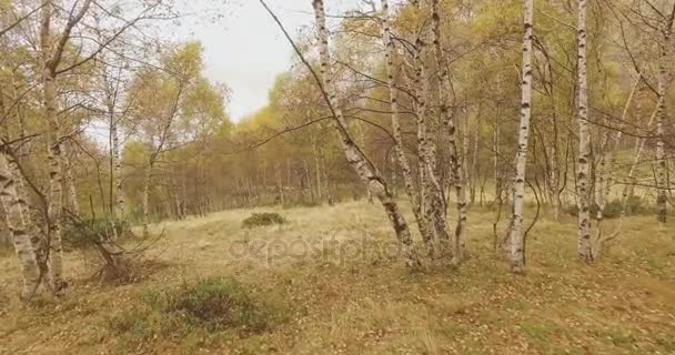 Прогулки на открытом воздухе через березы в лесу с плохой погодой пасмурный день. 4k POV вперед — стоковое видео