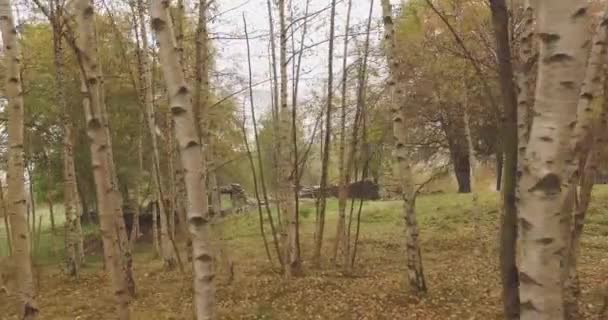 Chodzenie zewnątrz thru brzozy w lesie lesie z niepogody pochmurny dzień. 4 k Pov po stronie natury strzał — Wideo stockowe