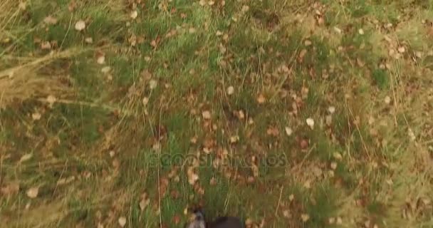 悪い天気曇りの日と森森を屋外を歩く男。4 k ハメ撮りオーバーヘッドの足跡を撮影します。 — ストック動画