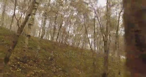 Passeggiata all'aperto attraverso gli alberi nella foresta boschi con nebbia maltempo giorno coperto. 4k punto di vista lato natura tiro — Video Stock