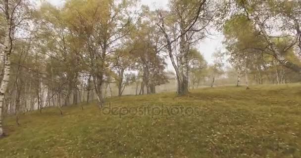 Chodzenie zewnątrz thru drzew w lesie lesie z mgły zła pogoda pogodnie dzień. 4k Pov do przodu natura strzał — Wideo stockowe