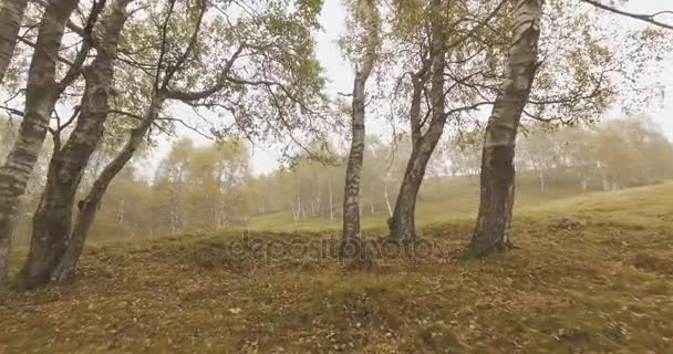 Caminhando ao ar livre thru árvores na floresta floresta com mau tempo nevoeiro nublado dia. 4k POV baixo ângulo olhando para cima natureza tiro — Vídeo de Stock