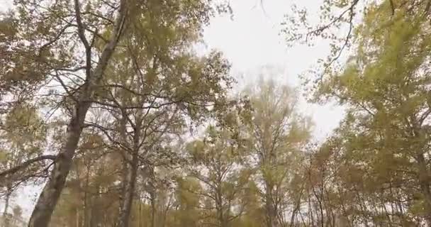 Randonnée pédestre en plein air à travers les arbres dans la forêt avec mauvais temps brouillard journée couverte. 4k POV côté nature shot 