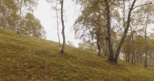 Wandelen buiten door middel van bomen in bossen bos met slecht weer mist, bewolkte dag. 4k Pov toekomen natuur schot — Stockvideo