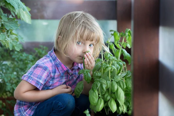 Ung baby kaukasiska blond flicka lukt basil leaf på hennes familj urban köksträdgård — Stockfoto